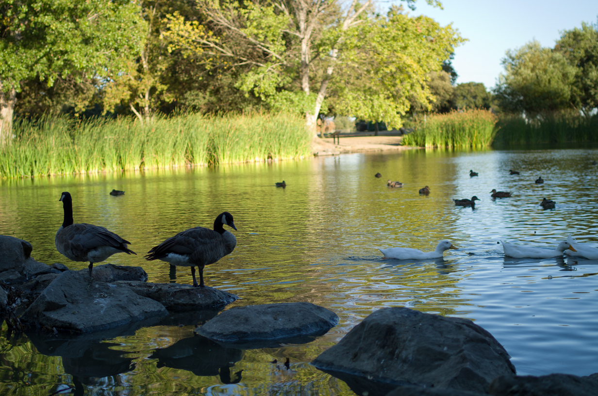 Ducks at the pond