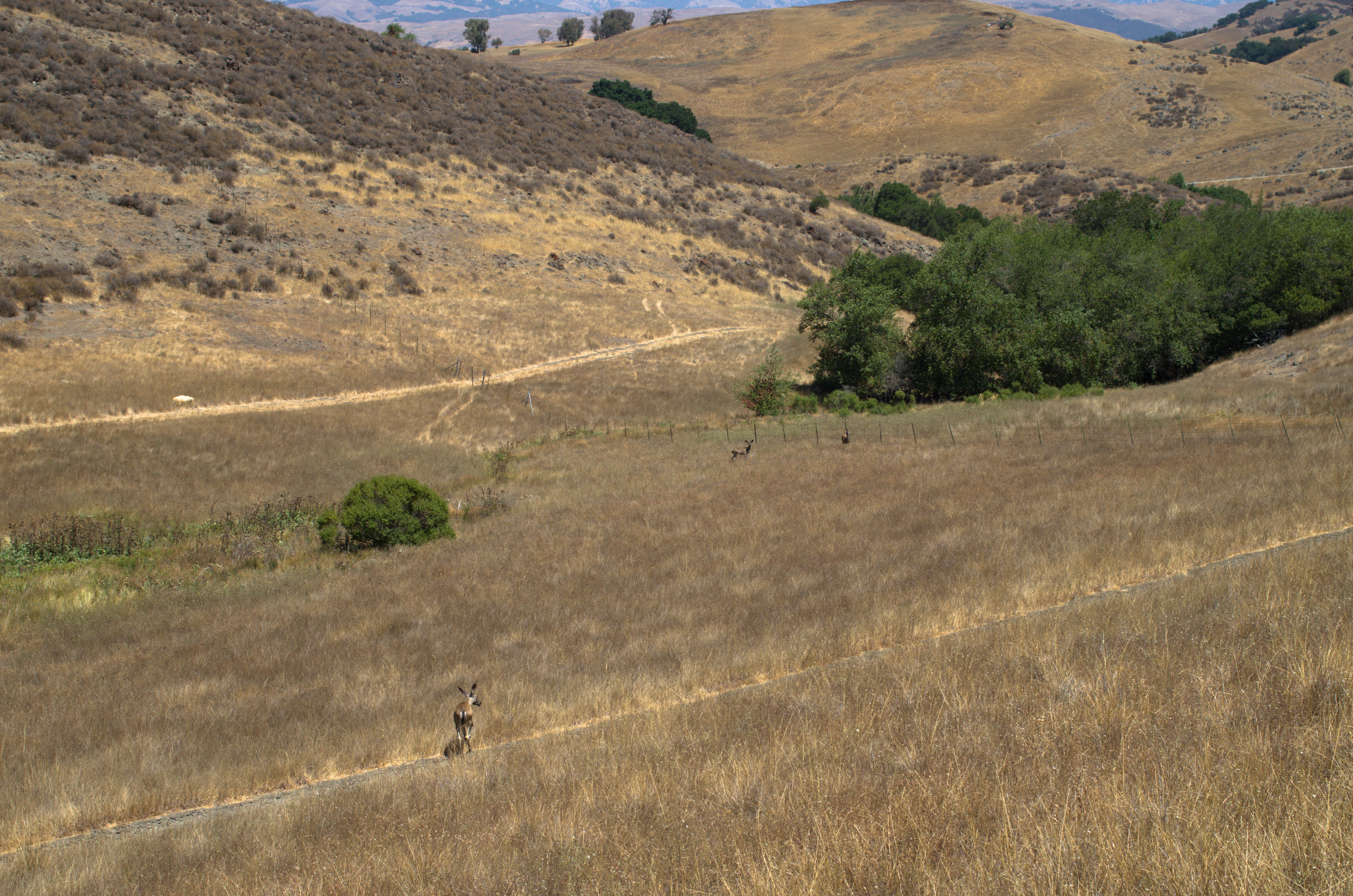 Deer on the Stile Ranch Trail