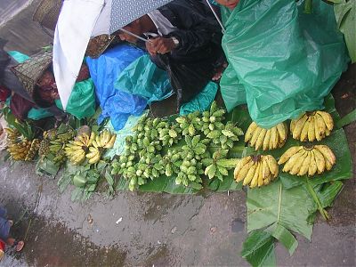 view at cherrapunjee, in the rain