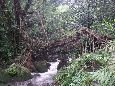 root bridge at cherrapunjee